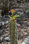 Euphorbia viguieri Tsingy de Namoroka GPS249 Mad 2015_1335.jpg